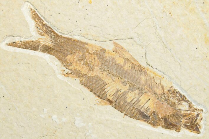 Detailed Fossil Fish (Knightia) - Wyoming #346023
